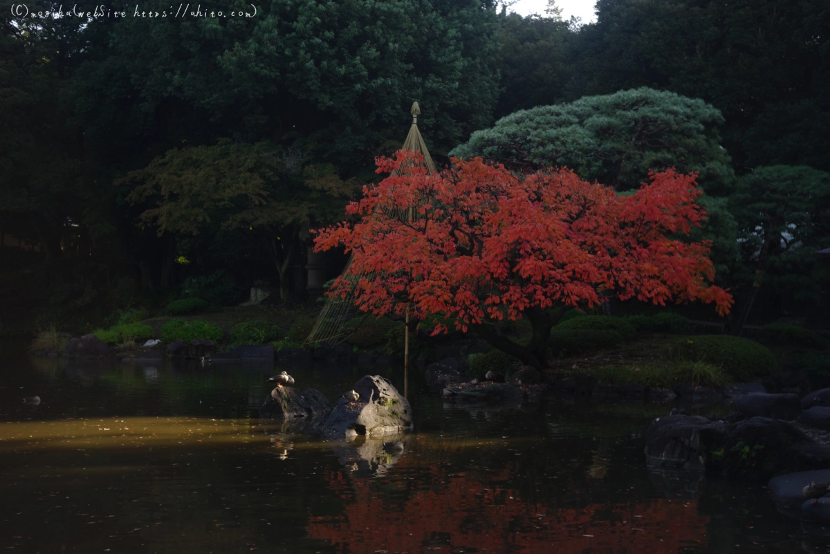 旧古河庭園の紅葉 - 10