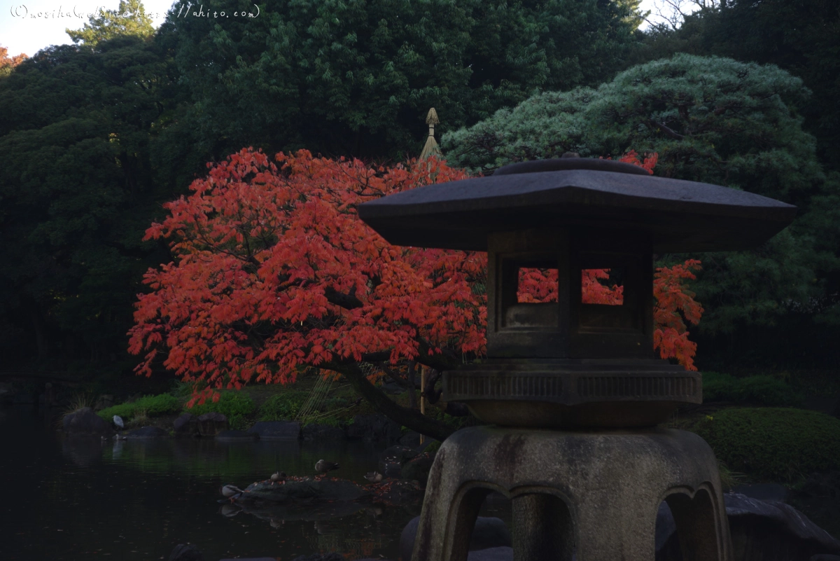 旧古河庭園の紅葉 - 11