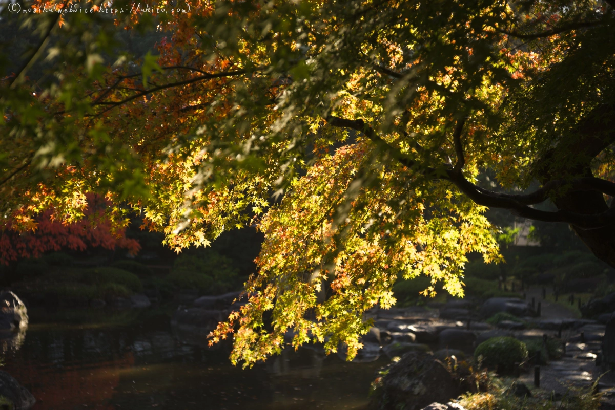 旧古河庭園の紅葉 - 14