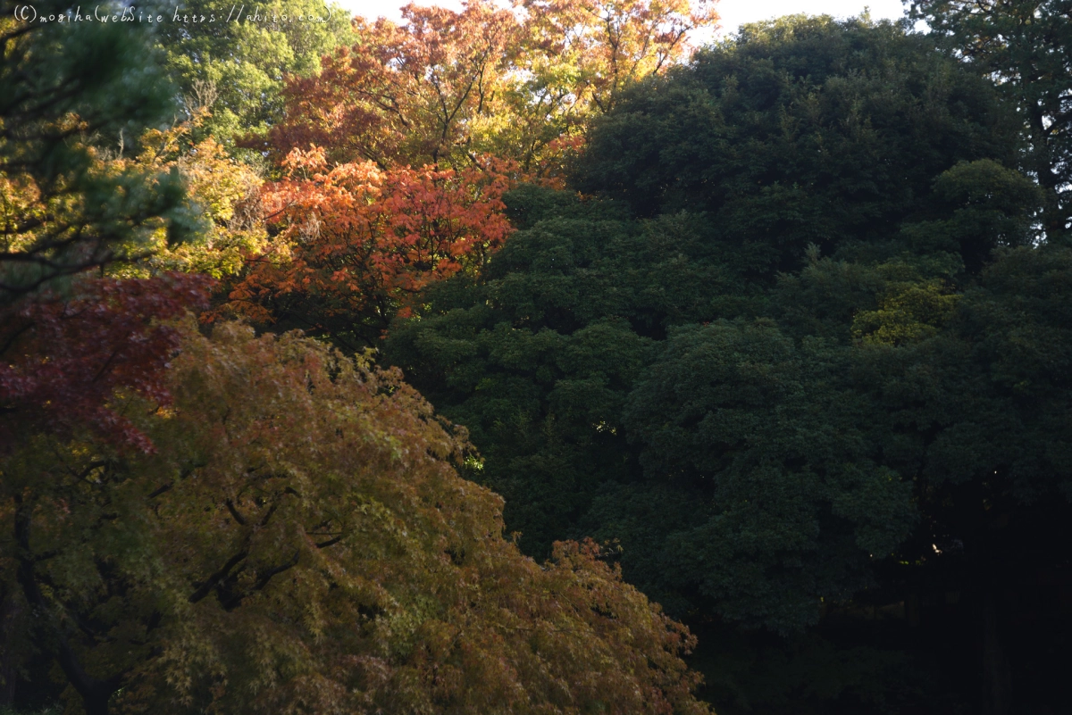 旧古河庭園の紅葉 - 15