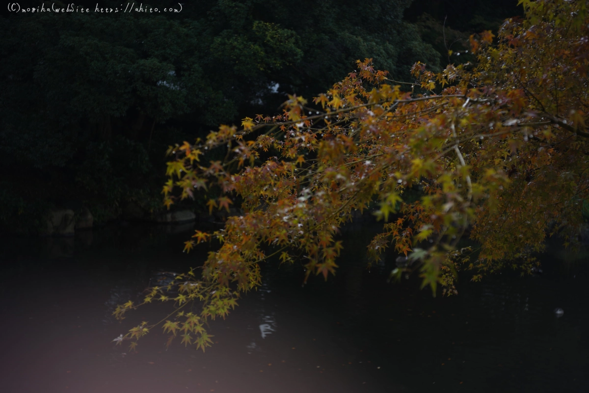 旧古河庭園の紅葉 - 16