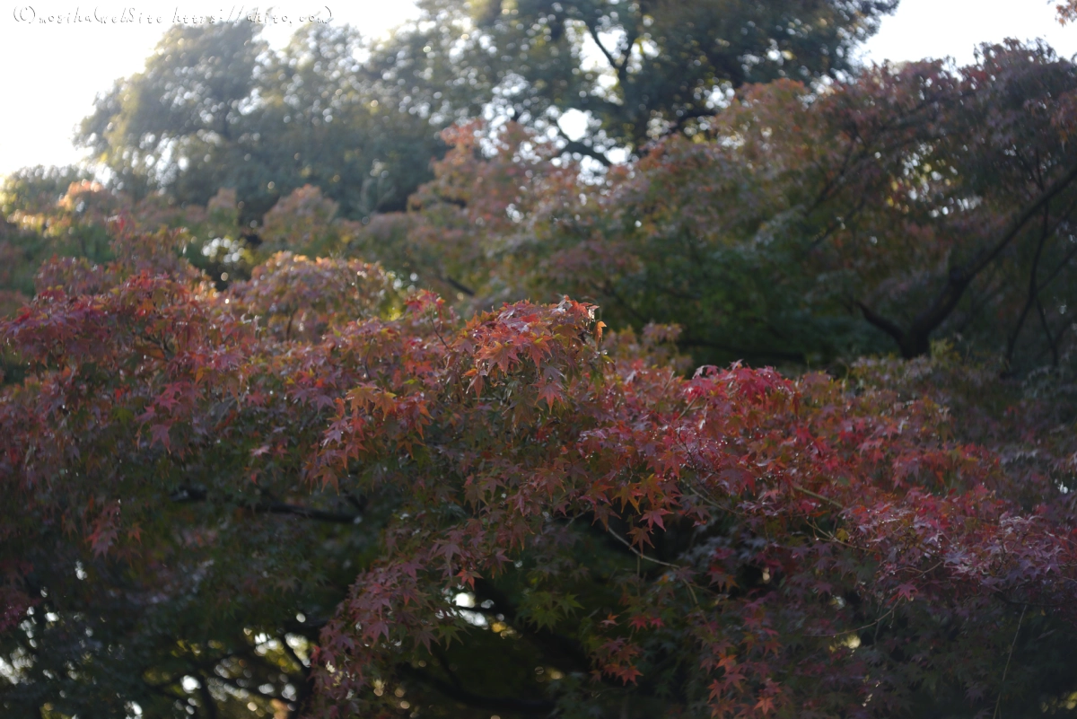 旧古河庭園の紅葉 - 18