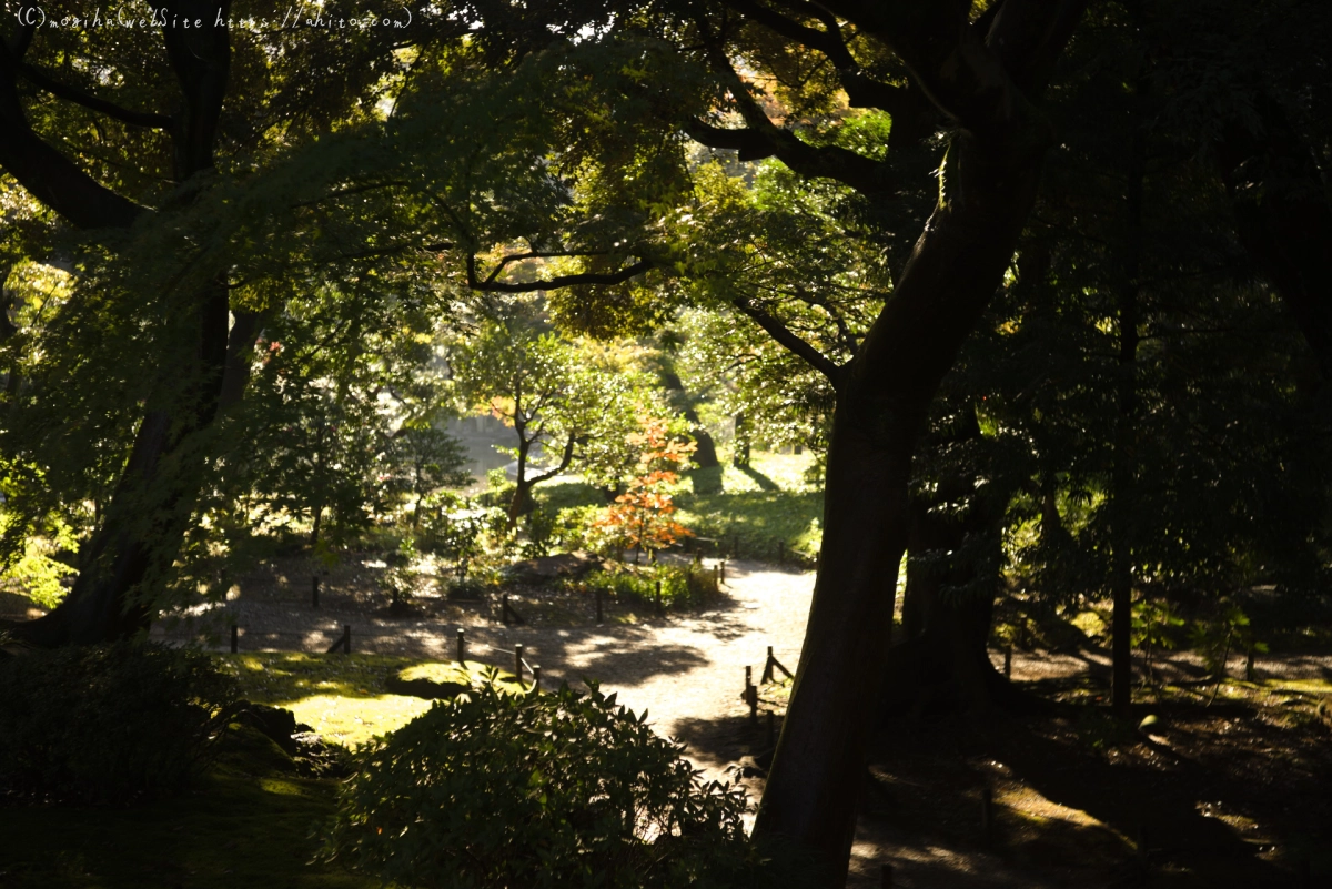 旧古河庭園の紅葉 - 19