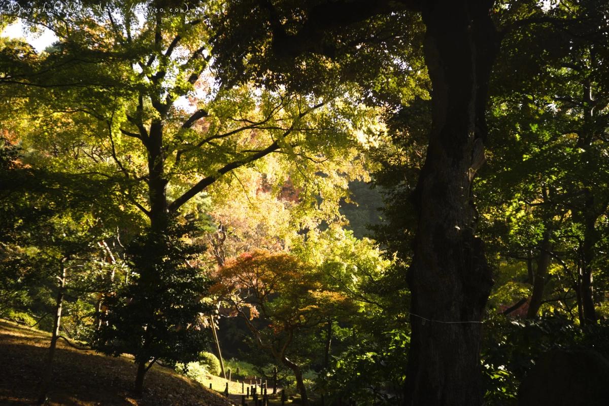 旧古河庭園の紅葉 - 20