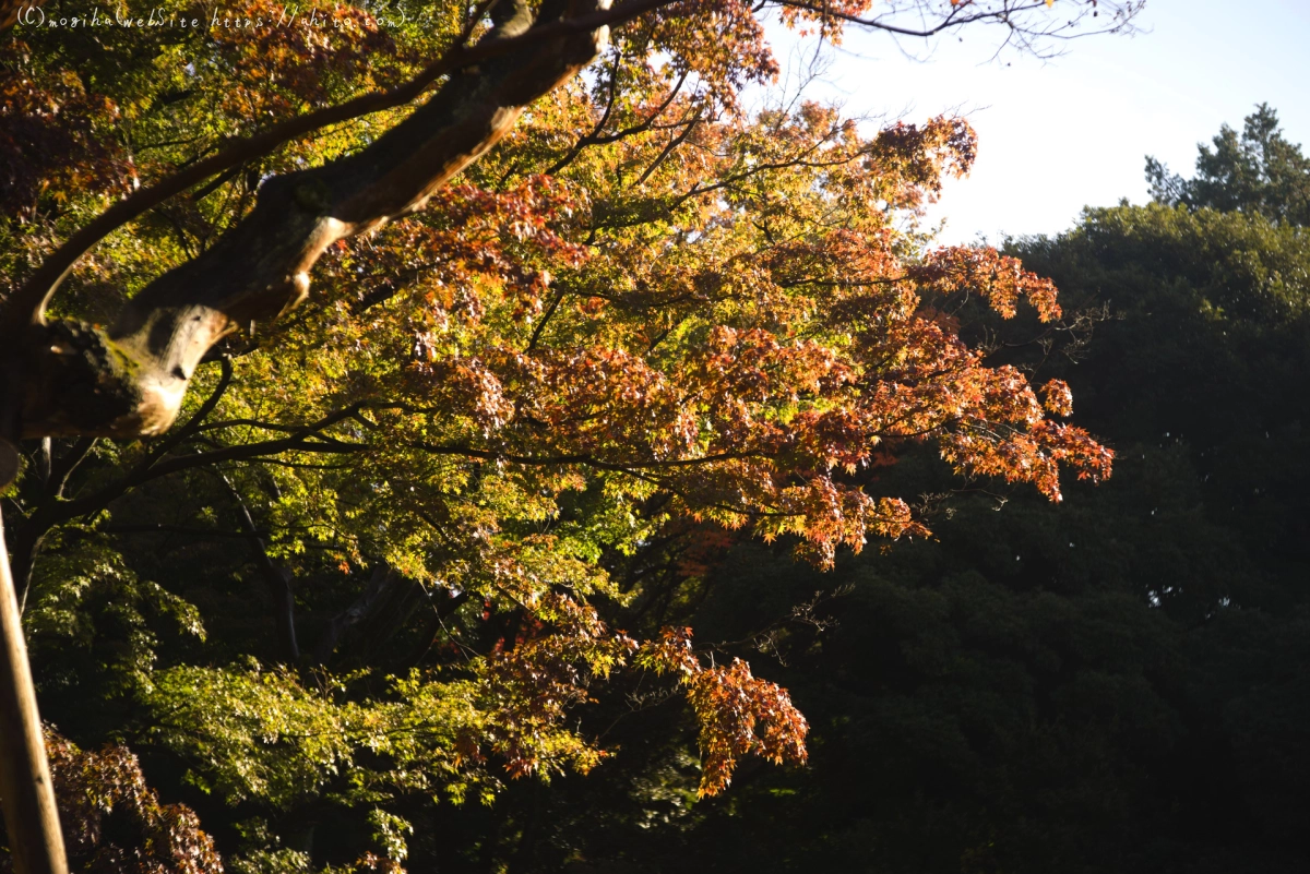 旧古河庭園の紅葉 - 22