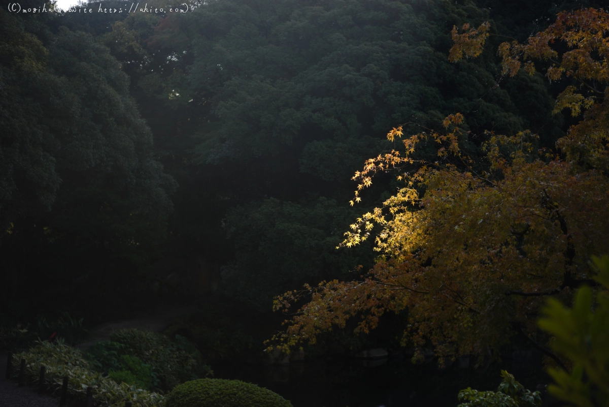 旧古河庭園の紅葉 - 23