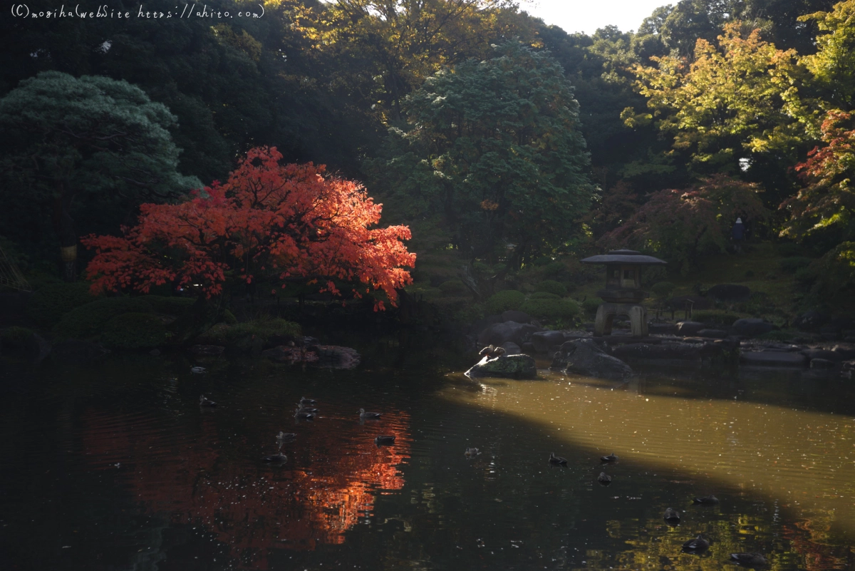 旧古河庭園の紅葉 - 24