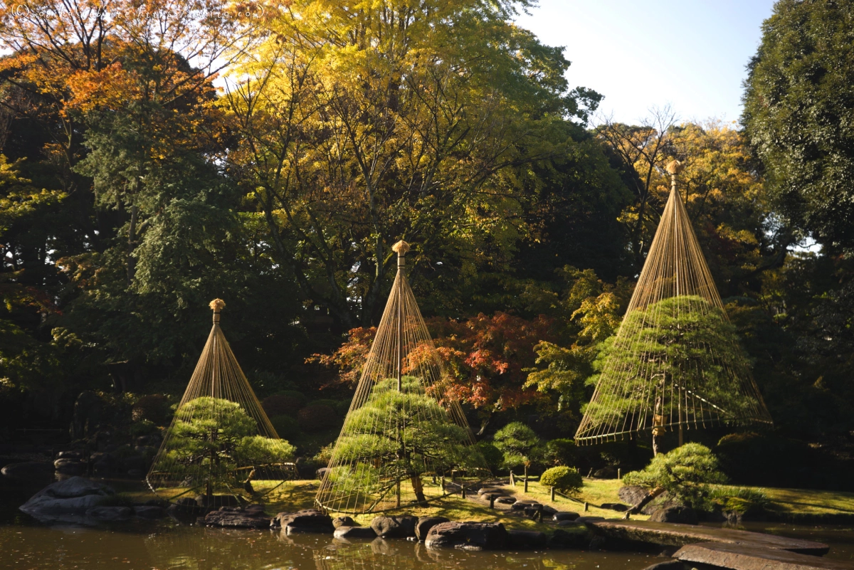 旧古河庭園の紅葉 - 25