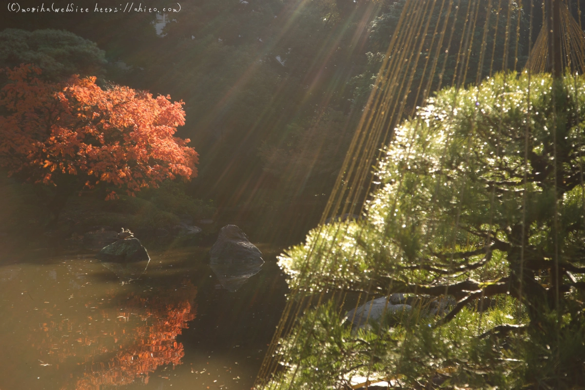 旧古河庭園の紅葉 - 26