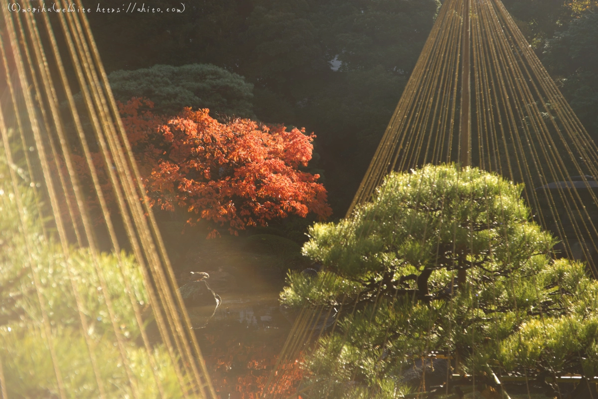 旧古河庭園の紅葉 - 27