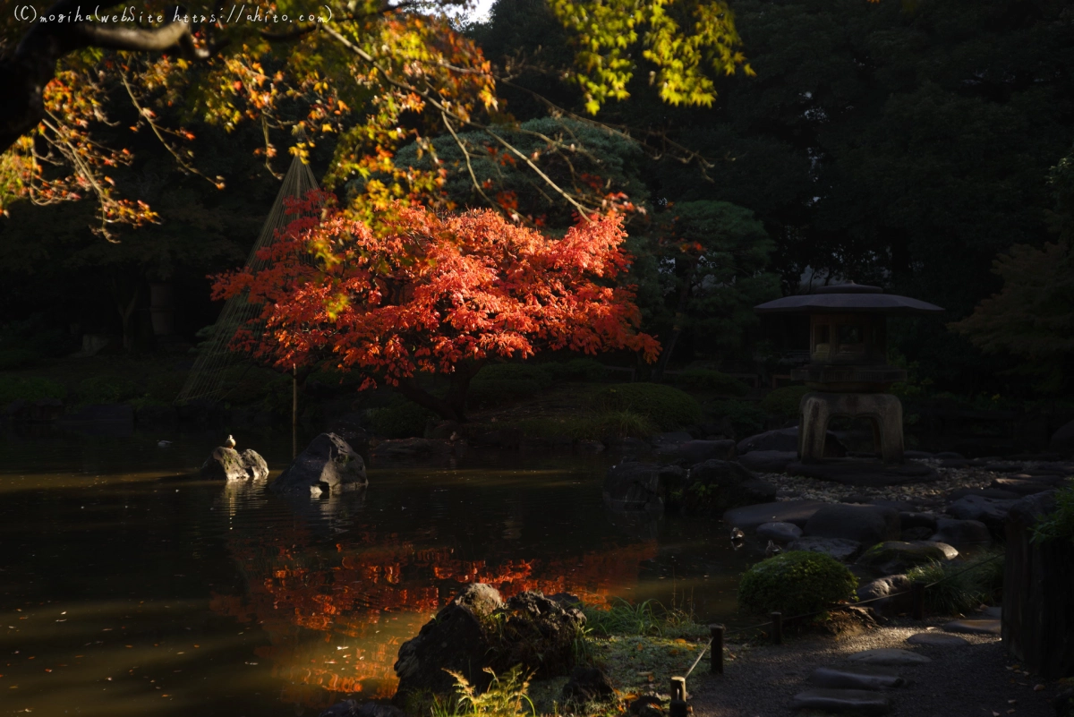 旧古河庭園の紅葉 - 28