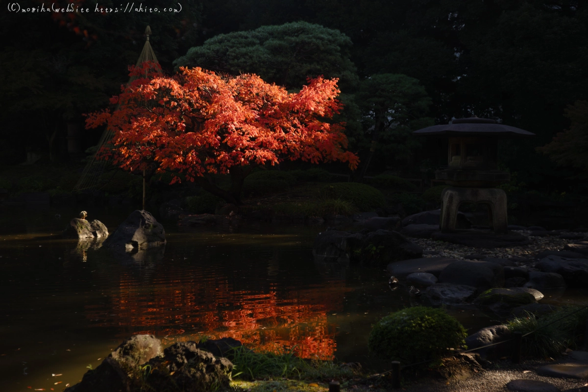 旧古河庭園の紅葉 - 29