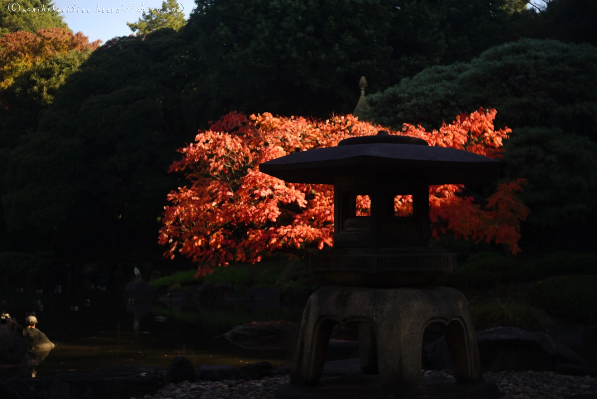 旧古河庭園の紅葉 - 30