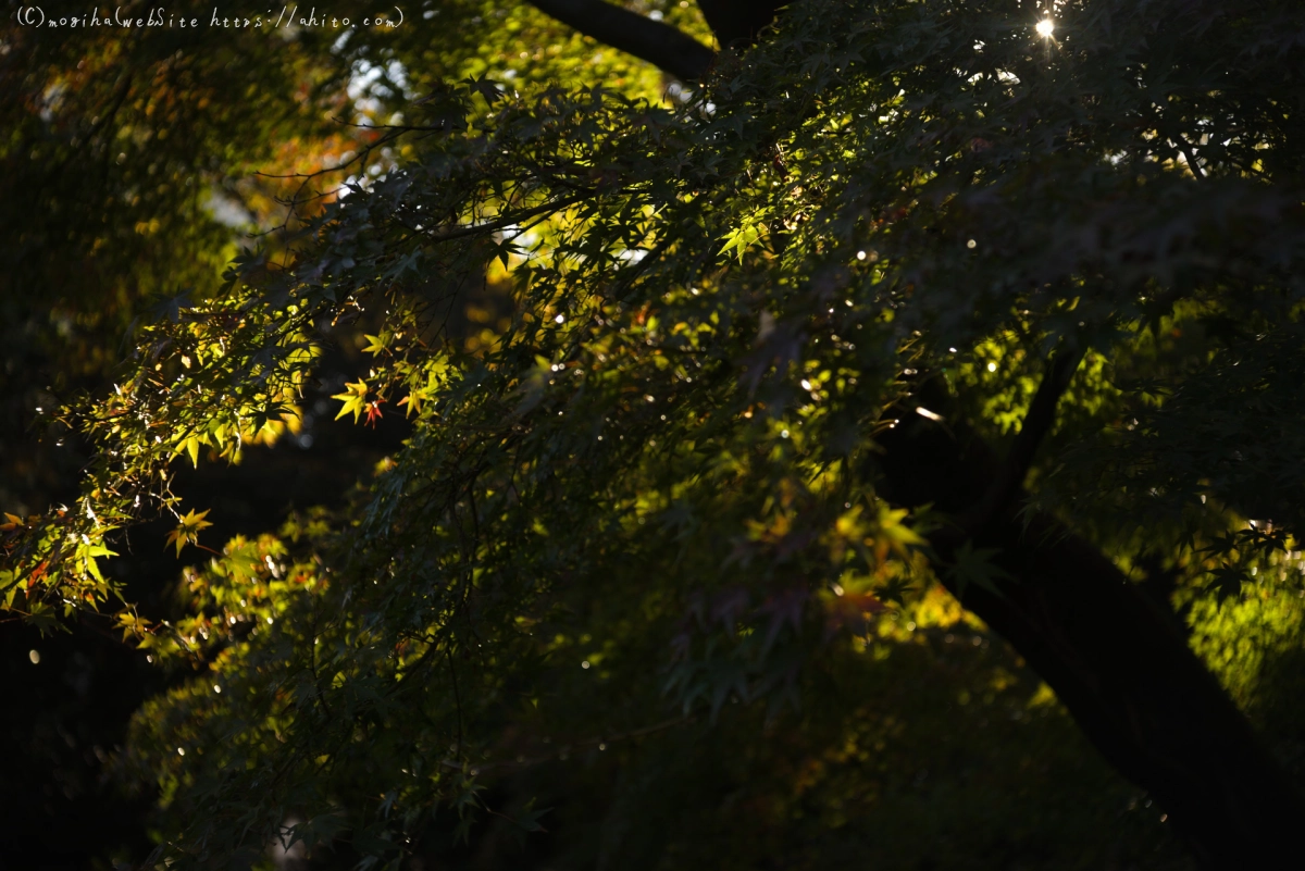 旧古河庭園の紅葉 - 31