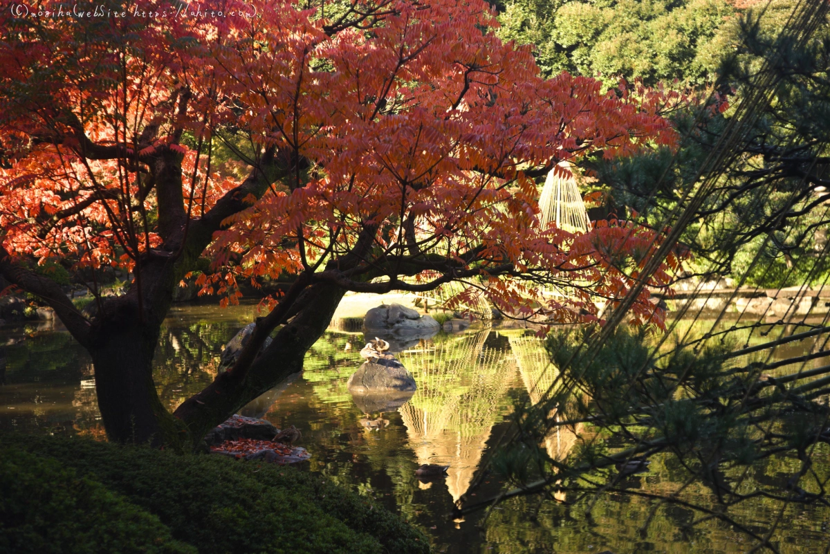 旧古河庭園の紅葉 - 33