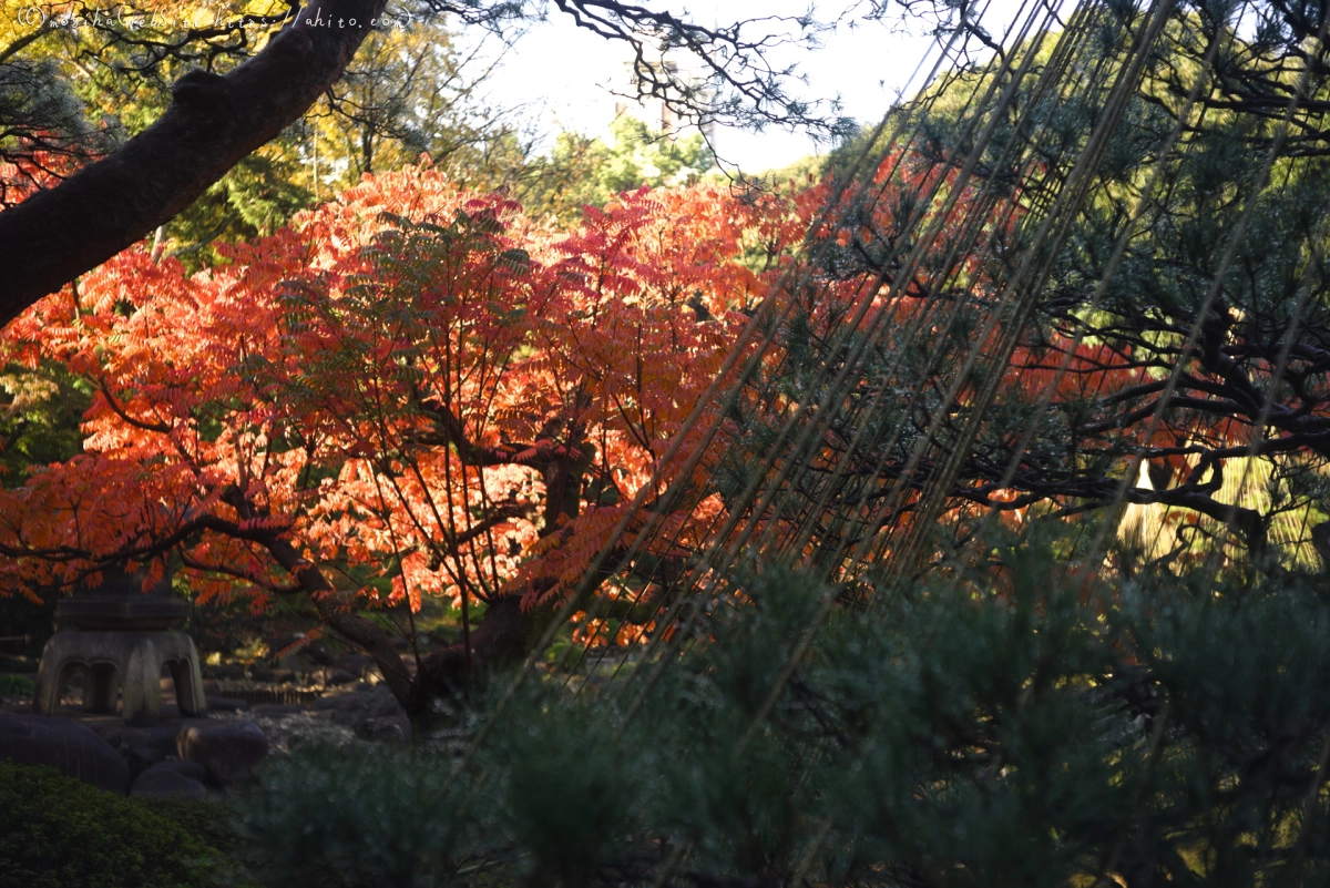 旧古河庭園の紅葉 - 35