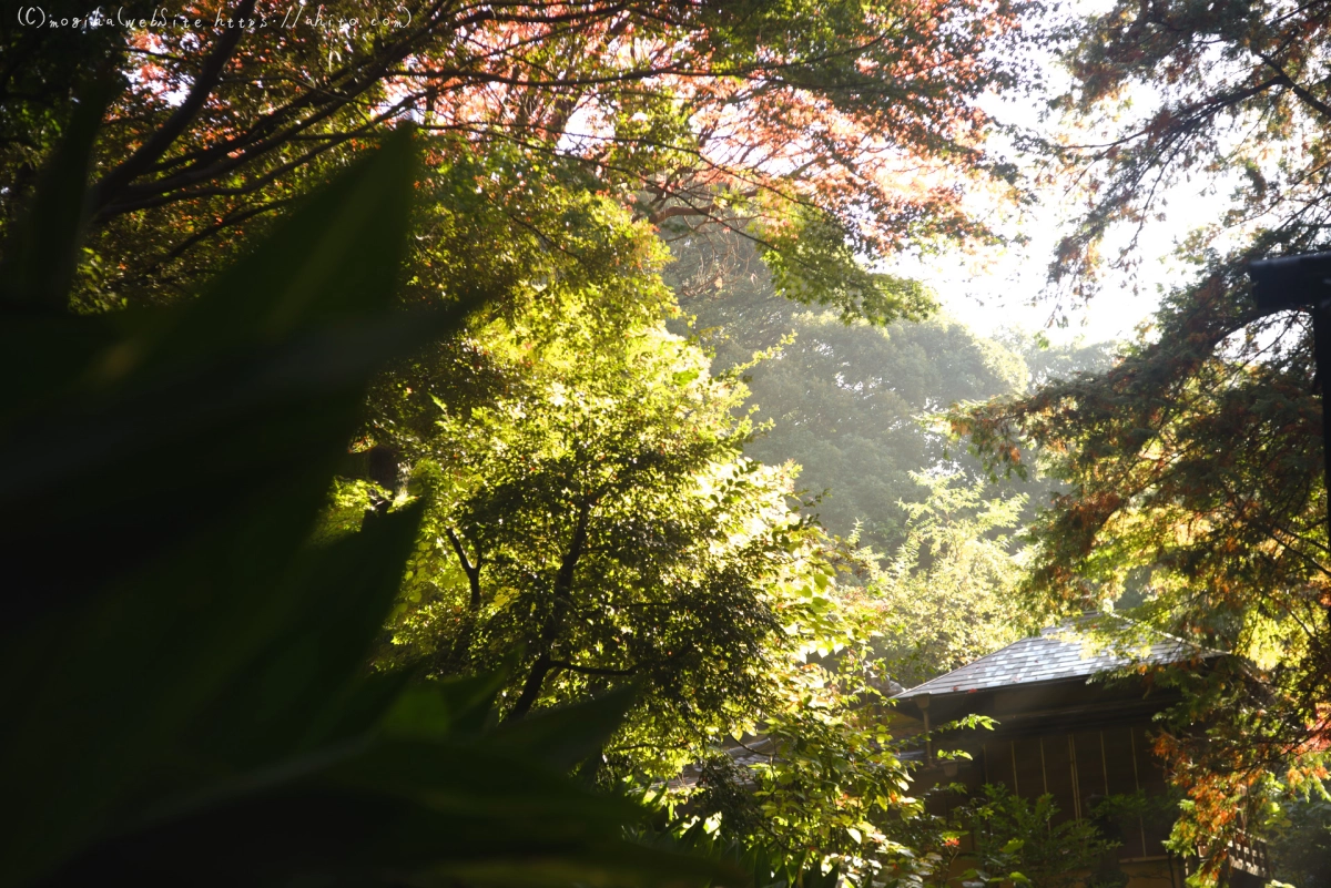 旧古河庭園の紅葉 - 36