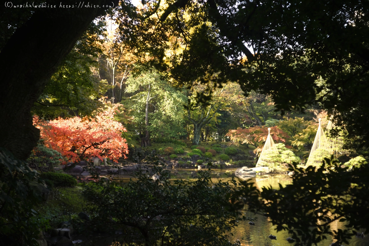 旧古河庭園の紅葉 - 37