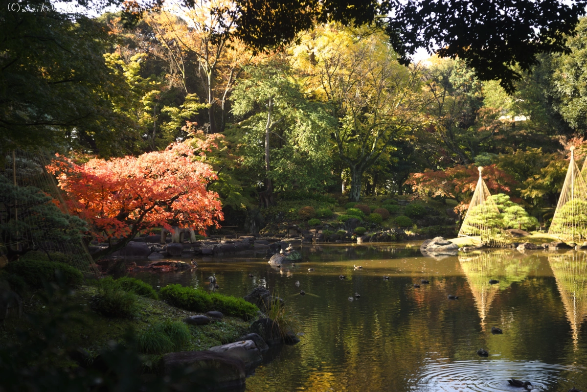 旧古河庭園の紅葉 - 38