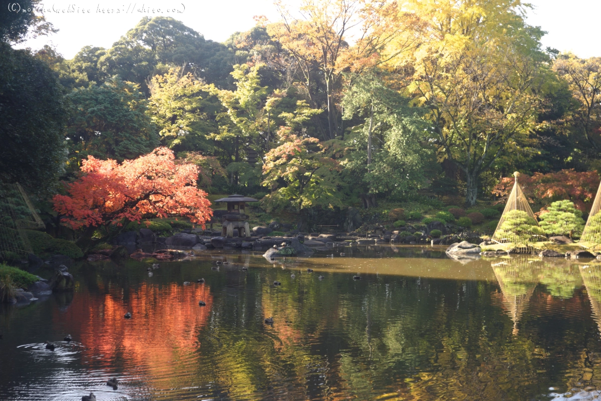 旧古河庭園の紅葉 - 39