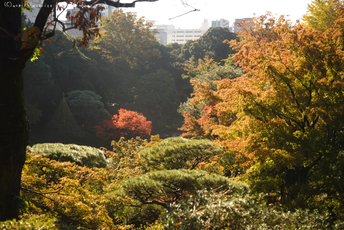 旧古河庭園の紅葉 - 40