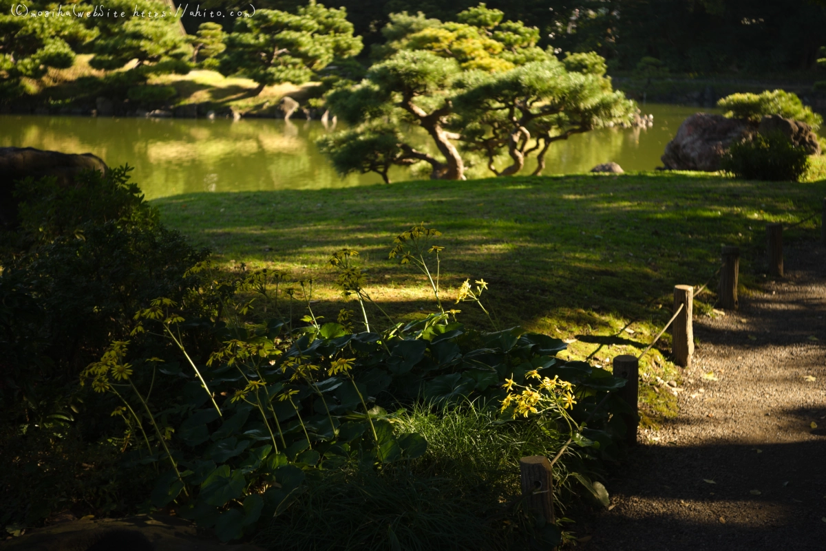 清澄庭園 - 13