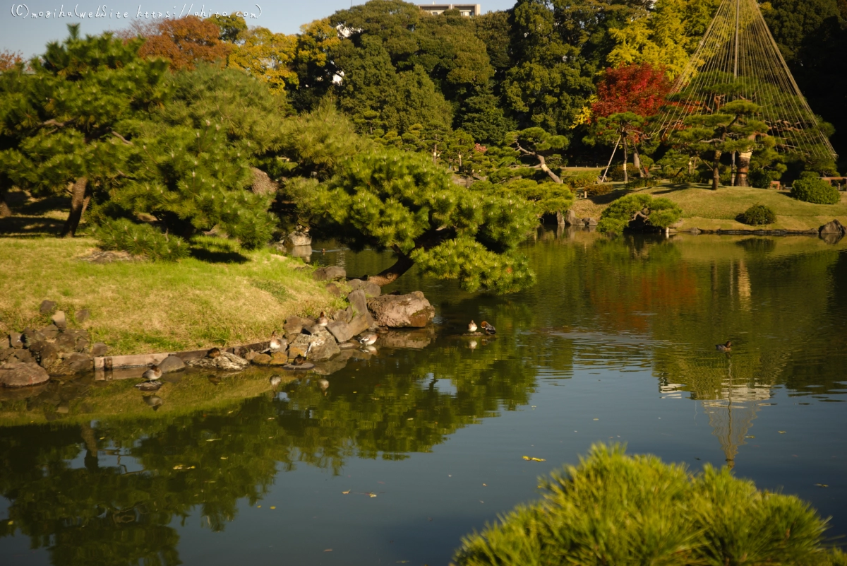 清澄庭園 - 16