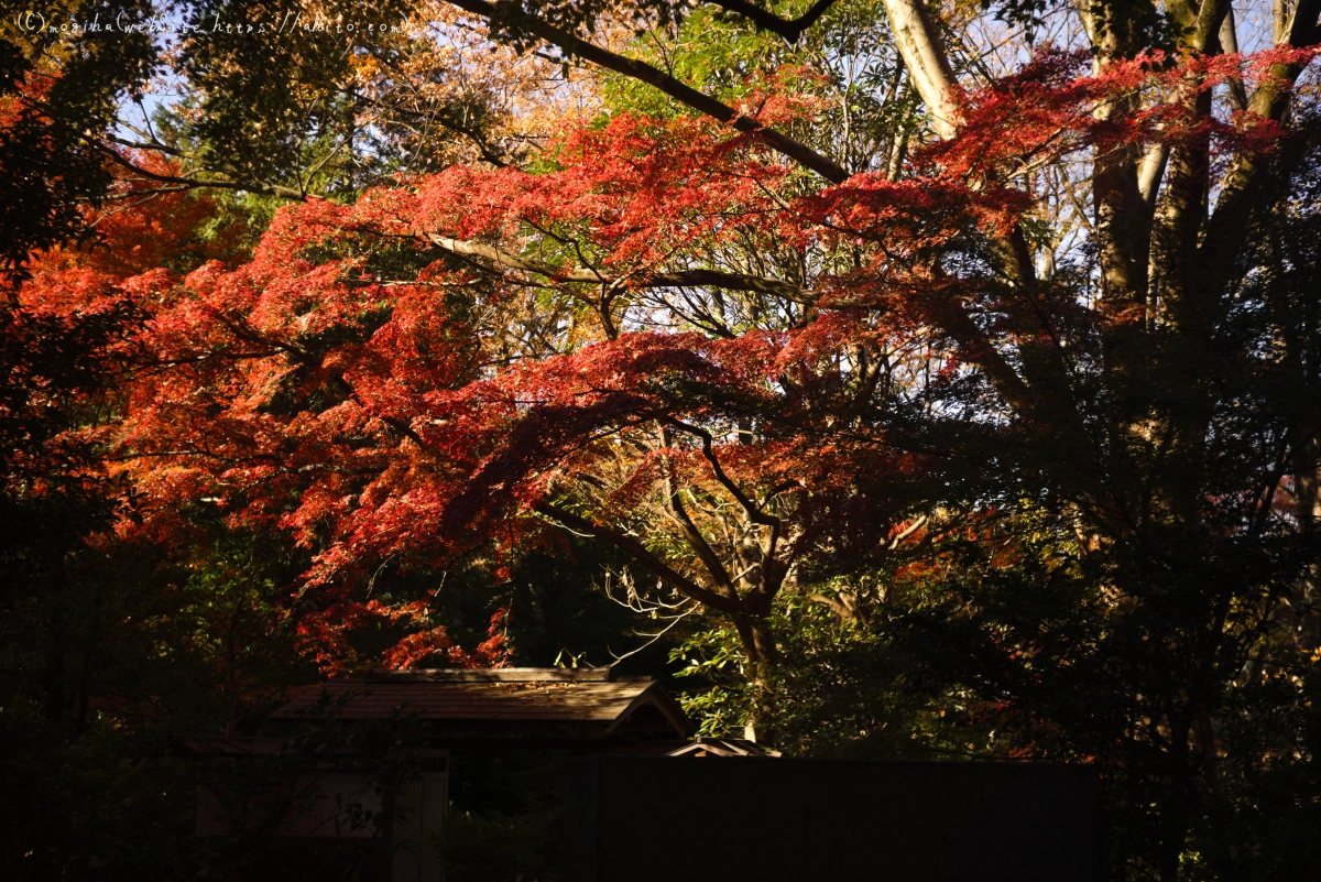 六義園の紅葉 - 01