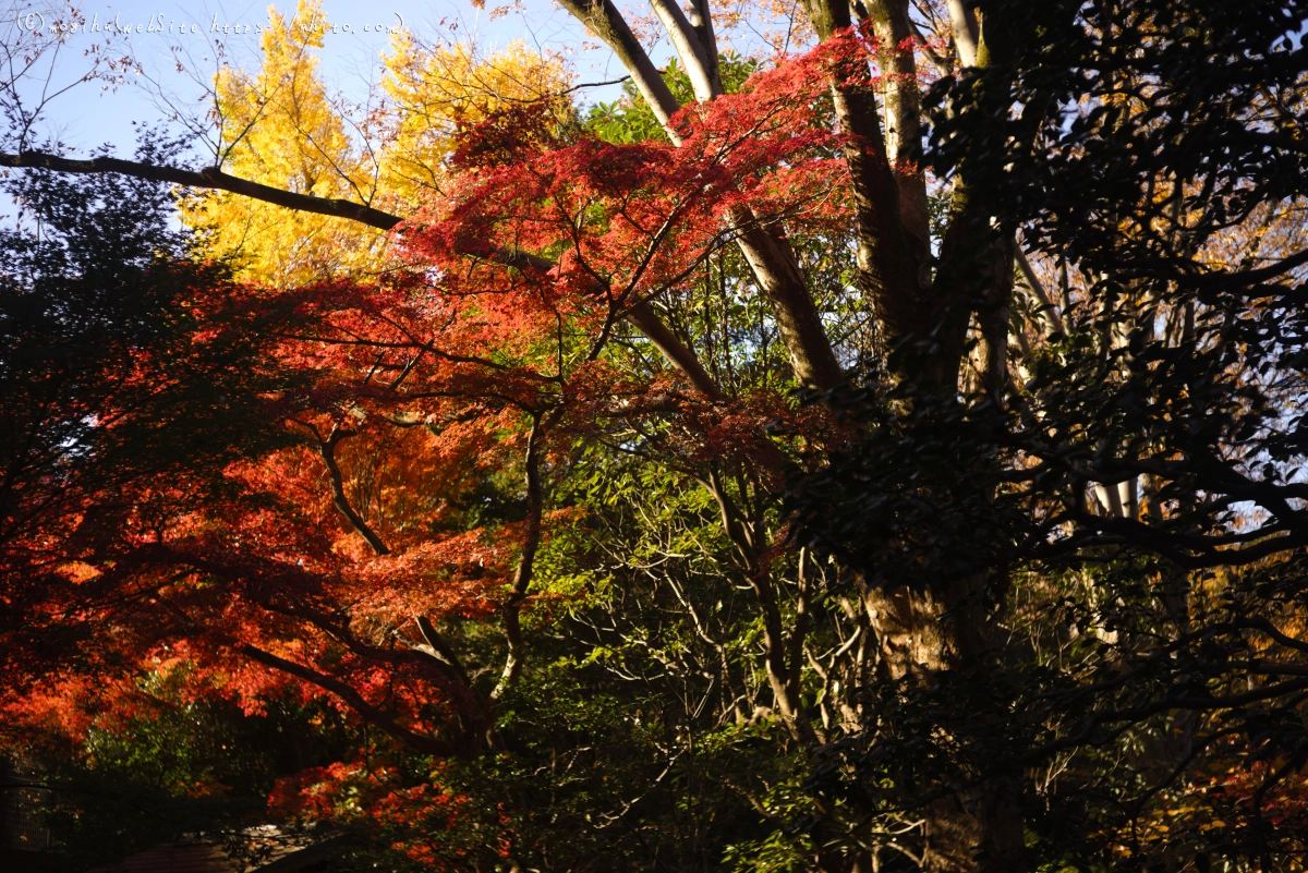 六義園の紅葉 - 02