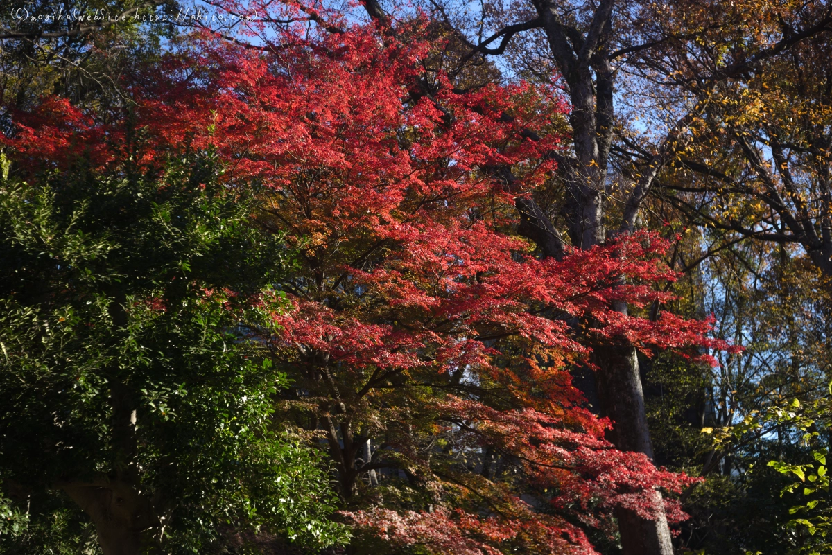 六義園の紅葉 - 03