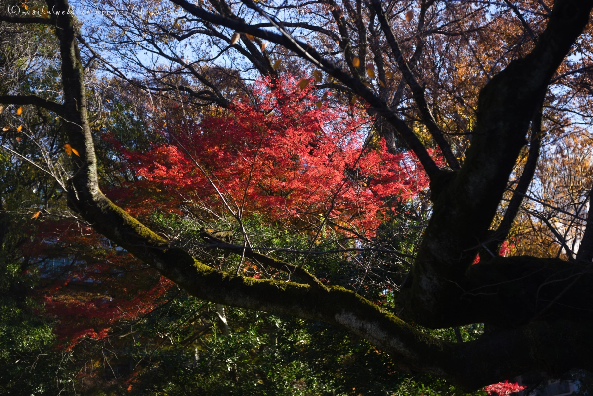 六義園の紅葉 - 04