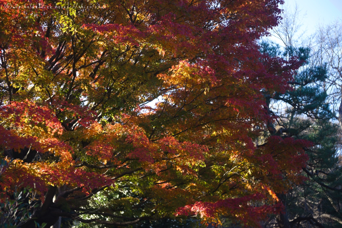 六義園の紅葉 - 05