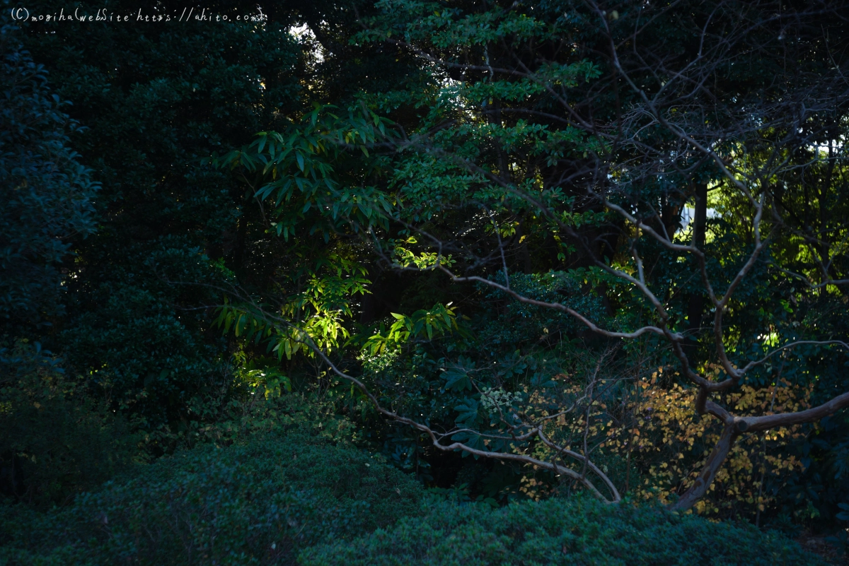 六義園の紅葉 - 06