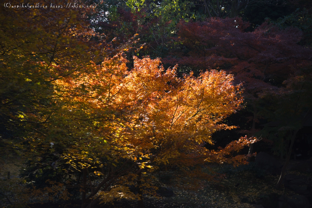 六義園の紅葉 - 09