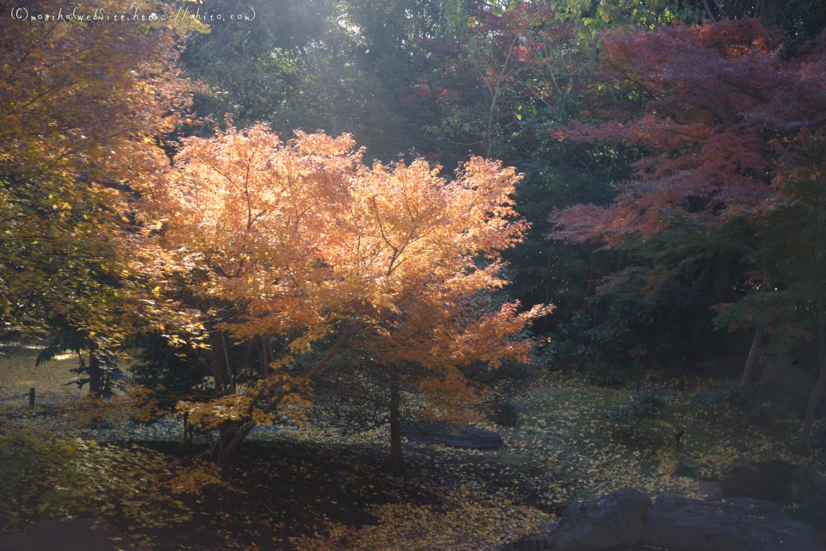 六義園の紅葉 - 10