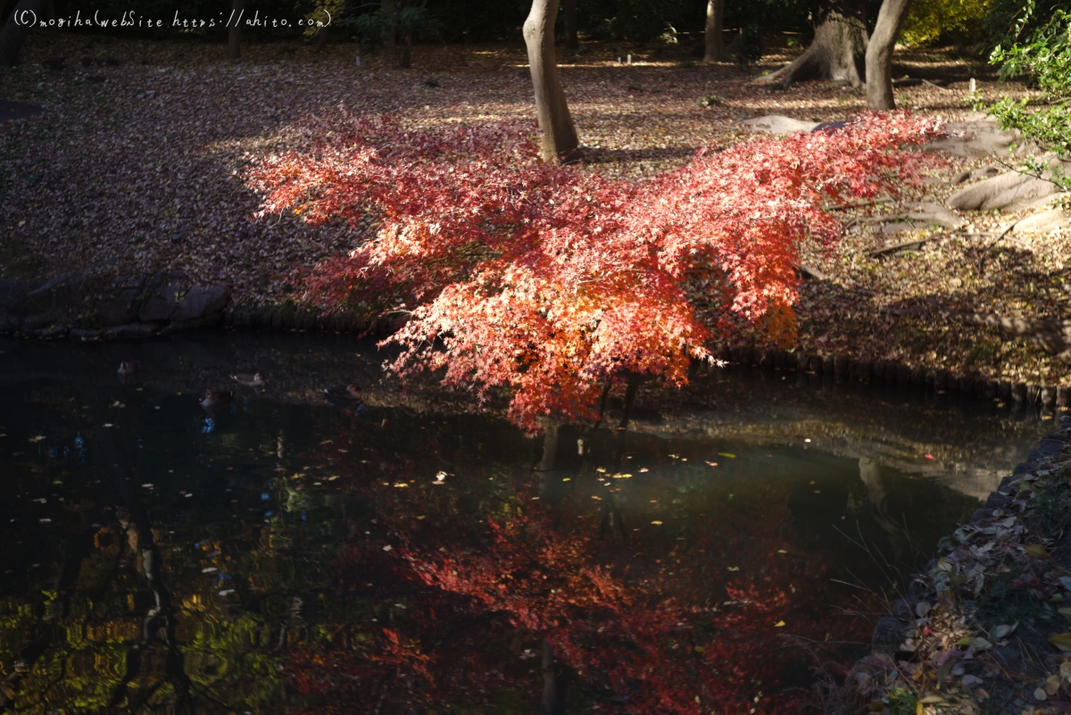 六義園の紅葉 - 11