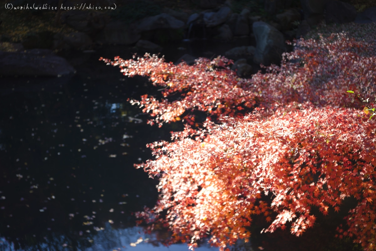 六義園の紅葉 - 12