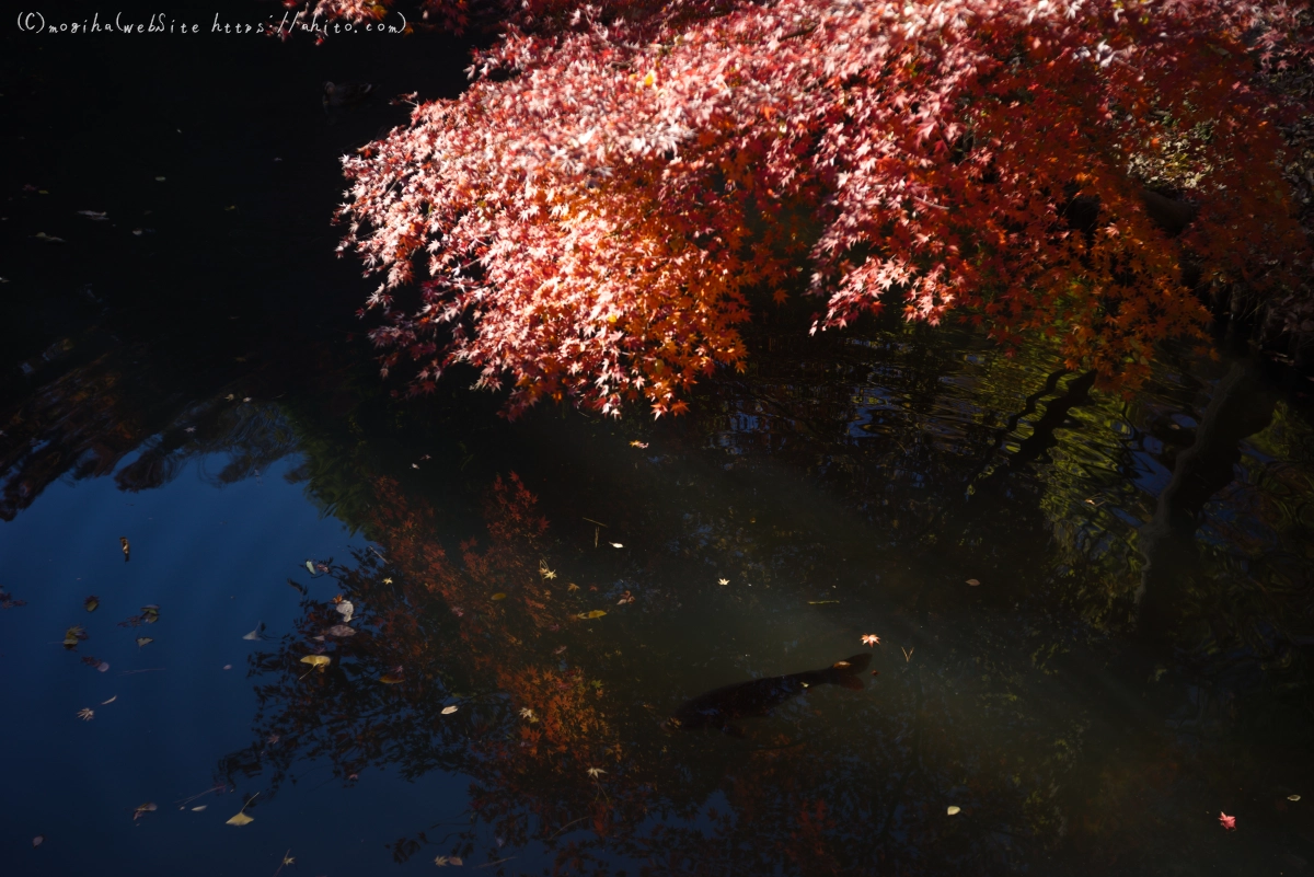 六義園の紅葉 - 13