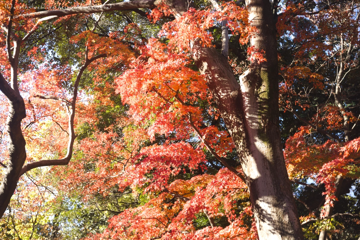 六義園の紅葉 - 14