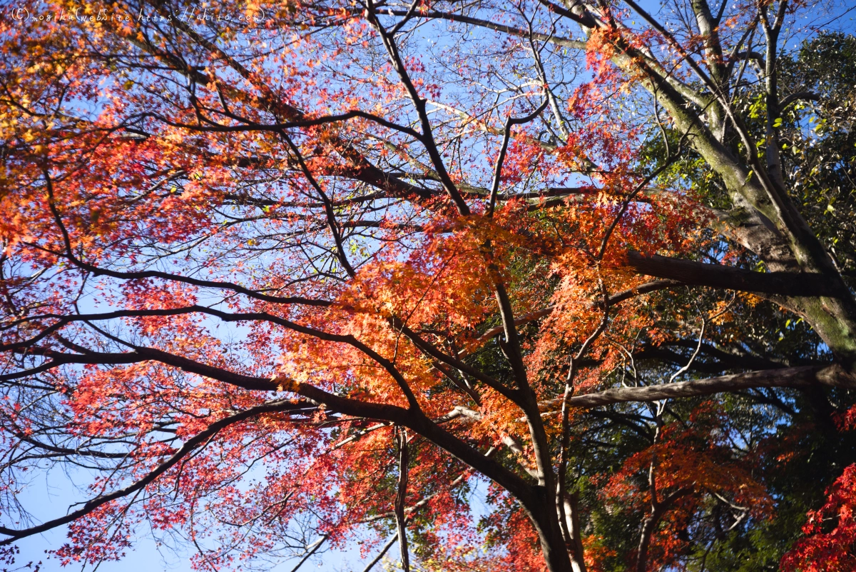 六義園の紅葉 - 15