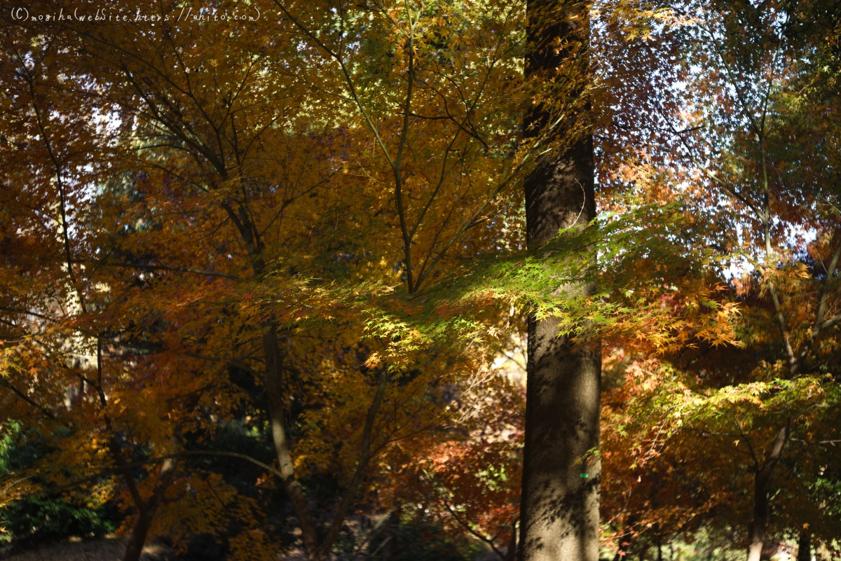 六義園の紅葉 - 16