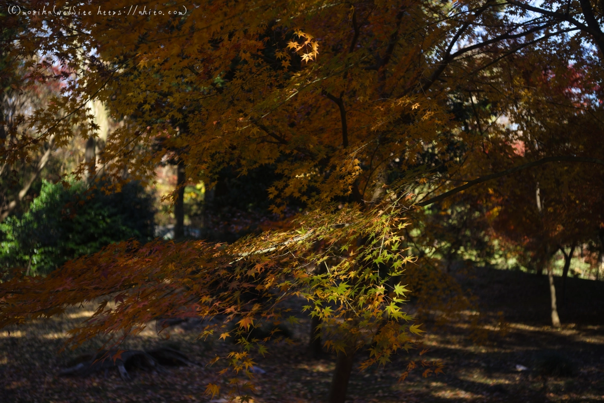 六義園の紅葉 - 17