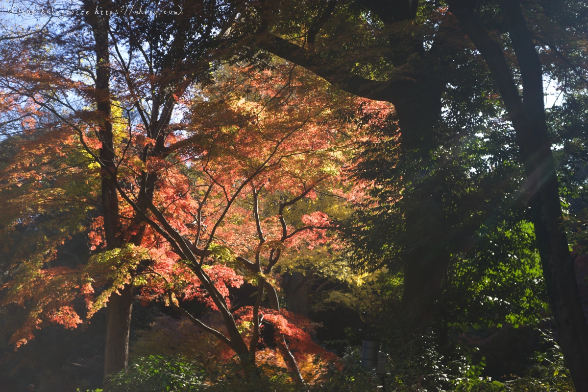 六義園の紅葉 - 18