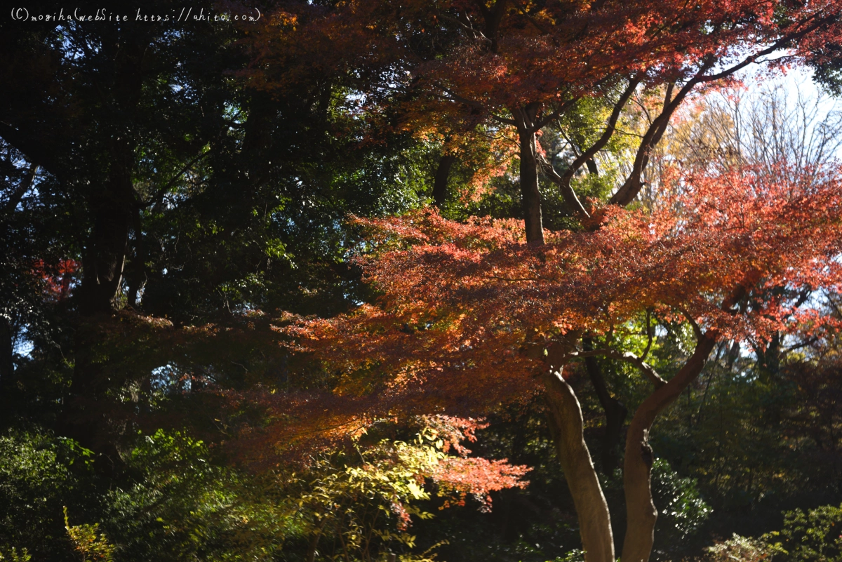 六義園の紅葉 - 19