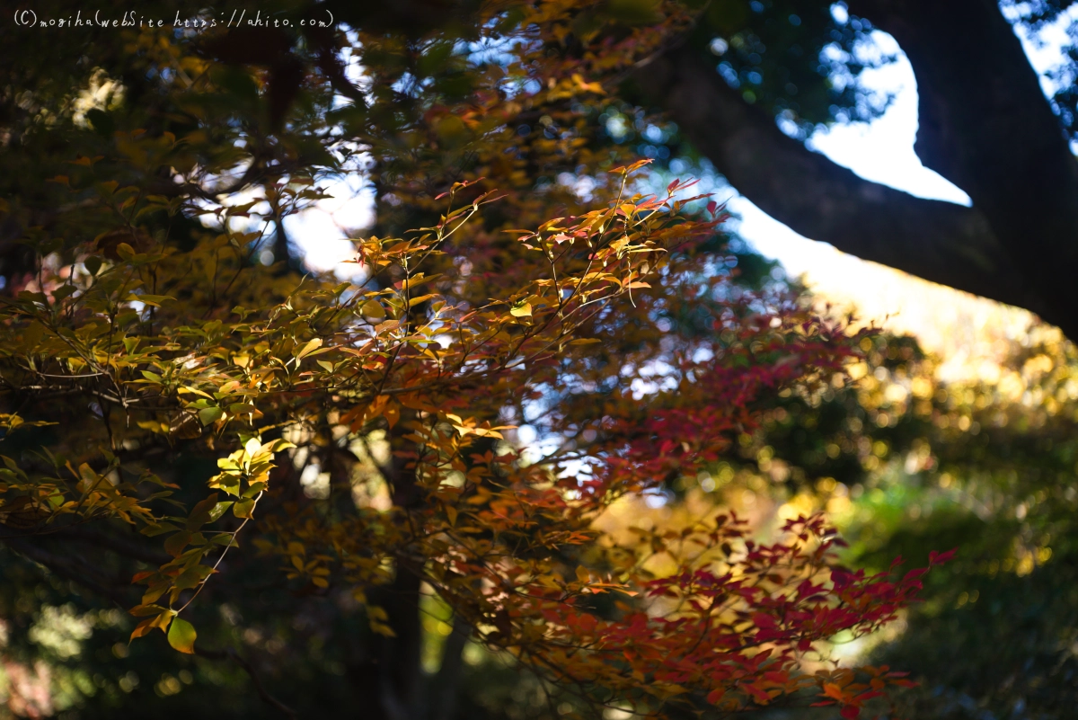 六義園の紅葉 - 20