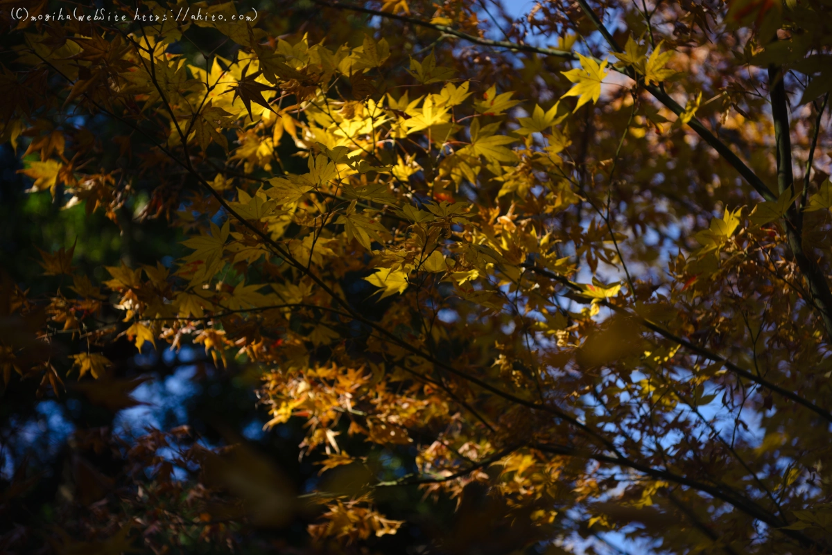 六義園の紅葉 - 21