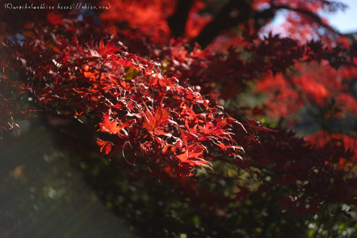 六義園の紅葉 - 22