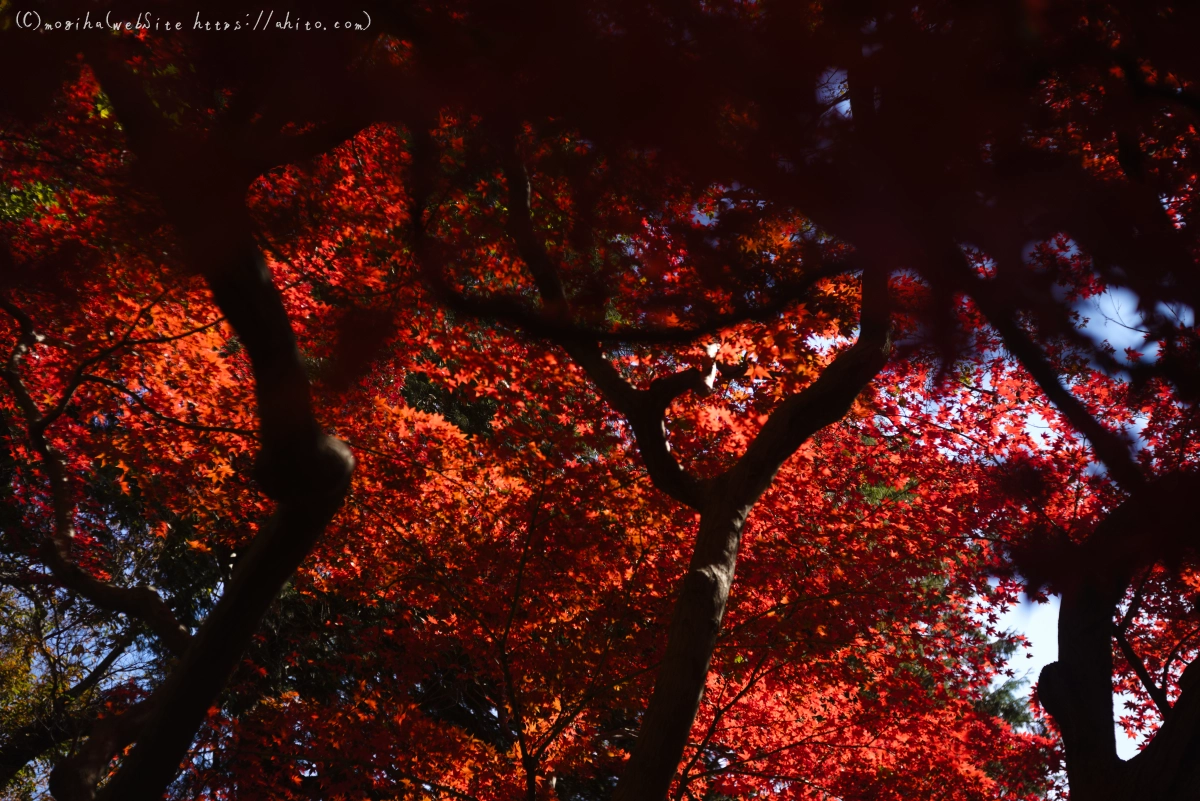 六義園の紅葉 - 23