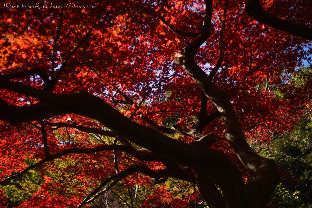 六義園の紅葉 - 25