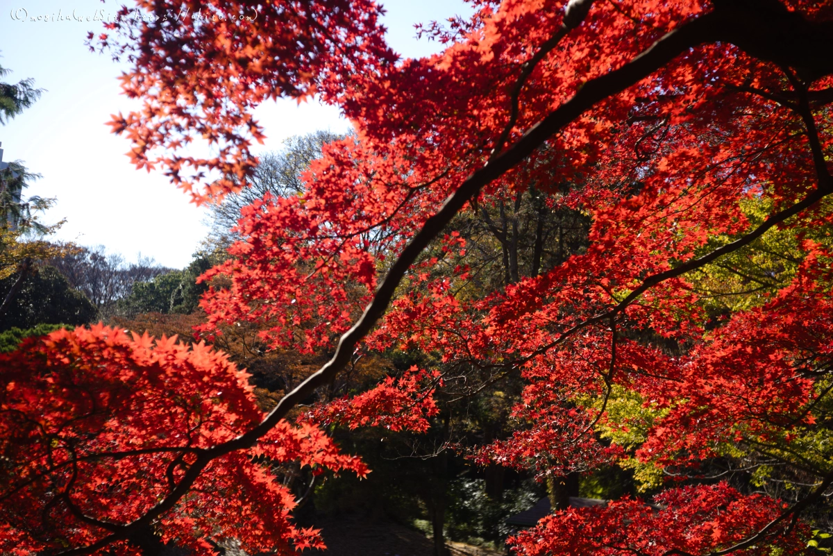 六義園の紅葉 - 26